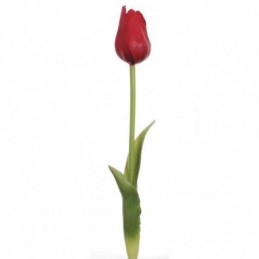 Vara tulipán goma rojo, 24...