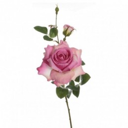 Vara rosa Alicia fucsia, 24...